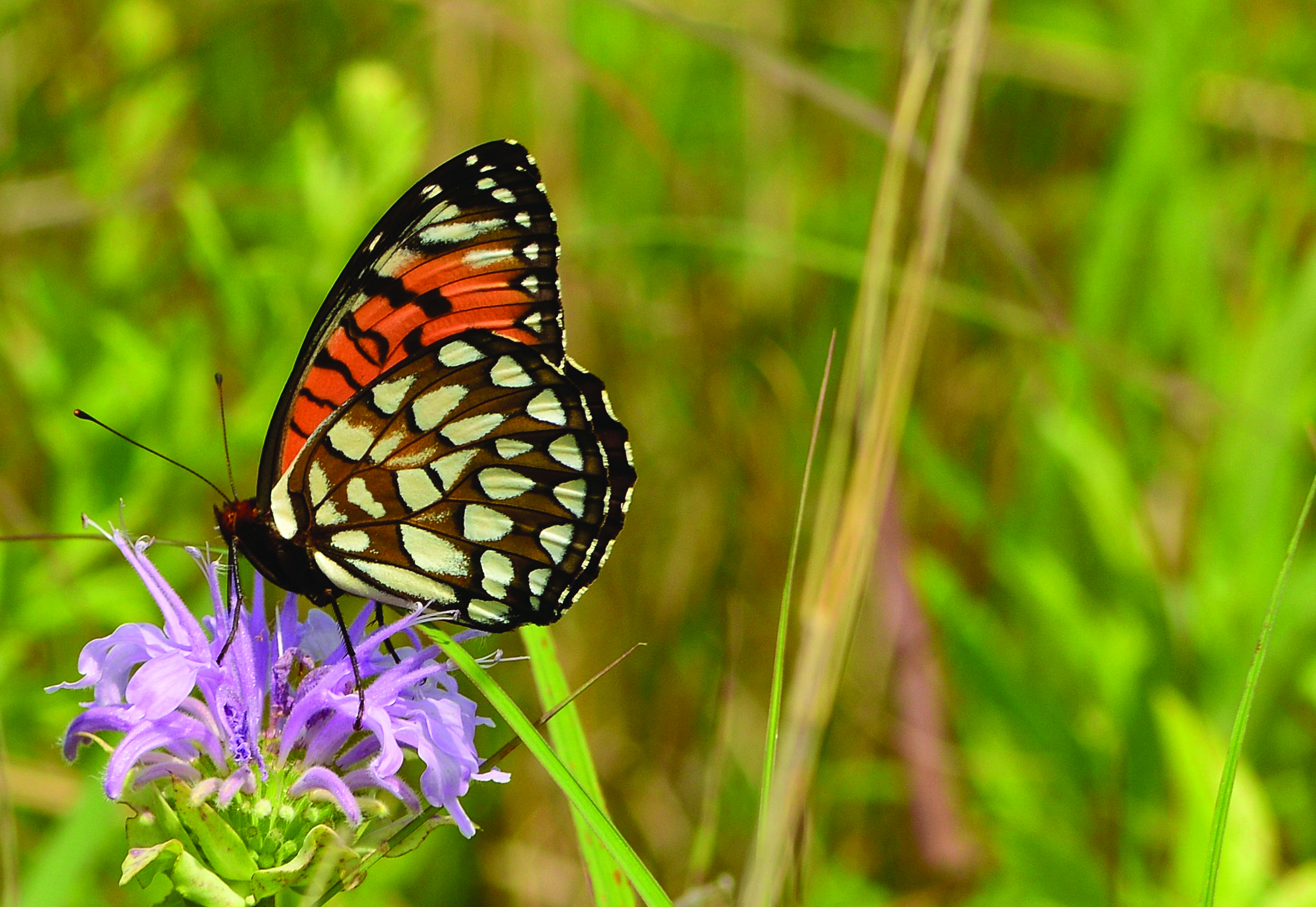 Monarda fistulosa and butterfly